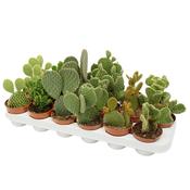 Opuntia (Prickly Pear) Mix in 8.5cm Pot image