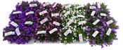 Campanula portenschlagiana Ambella Mix in 10.5cm-12cm Pot