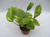 Epipremnum pinnatum (Scindapsus) 'Aureum' 6cm Pot image