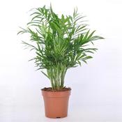 Chamaedorea elegans (Parlour Palm) in 12cm Pot image