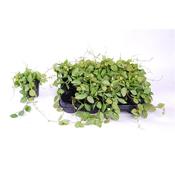 Dischidia ovata 'Watermelon' 10.5cm Pot image