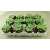 Echeveria elegans 8.5cm Pot image