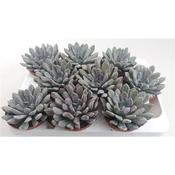 Echeveria ‘Monica’ 8.5cm Pot