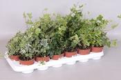 Hedera (Ivy) Mix in 9cm Pot image