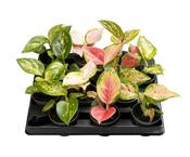 Aglaonema (Chinese Evergreen) Mix in 6cm Pot image