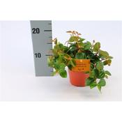 Peperomia angulata 'Rocca Scuro' in 12cm Pot image