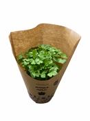 Petroselinum crispum (Parsley) 12cm Pot