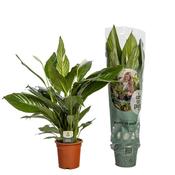 Spathiphyllum (Peace Lily) 19cm Pot, Height 80cm image