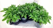 Salvia officinalis (Sage) 12cm / 14cm Pot image