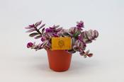 Tradescantia 'Nanouk' in 12cm Pot image