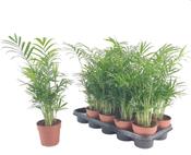Chamaedorea elegans (Parlour Palm) in 9cm Pot image