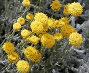 Santolina chamaecyparissus (Lavender Cotton) 12cm Pot image