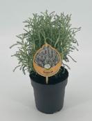 Lilium Asiatic Lily Mix in 13cm Pot