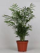 Chamaedorea elegans (Parlour Palm) in 17cm Pot image