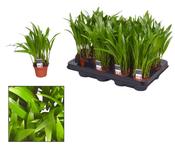 Dypsis lutescens (Areca Palm) in 7cm Pot