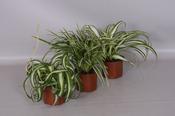 Chlorophytum (Spider Plant) Mix in 12cm/13cm Pot image