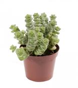 Crassula marnieriana 'Hottentot' in 6cm Pot