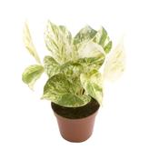 Epipremnum pinnatum (Scindapsus) 'Marble Queen' in 6cm Pot image