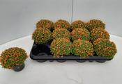 Nertera granadensis 'Astrid' 8cm Pot image
