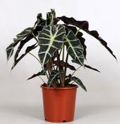 Alocasia Mix in 17cm Pot image