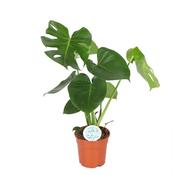 Monstera deliciosa (Swiss Cheese Plant) in 17cm Pot, Height 60cm image