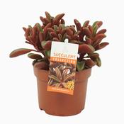 Peperomia graveolens 10.5cm Pot image