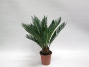 Cycas revoluta (Sago Palm) in 11cm/12cm Pot