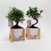 Bonsai Mix In 19cm White Ceramic Pot On Wooden Legs image