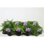 Thymus (Thyme) Mix 13cm Pot image