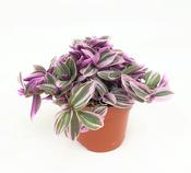 Tradescantia 'Sweetness' 10.5cm Pot image