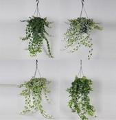 Hedera (Ivy) Mix in 19cm Hanging Pot image