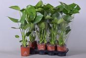 Monstera deliciosa (Swiss Cheese Plant) in 14cm Pot, Height 50cm image