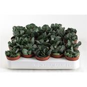 Adromischus cooperi 5.5cm Pot image