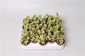Portulacaria / Crassula afra 'Medio-picta' 5.5cm Pot image
