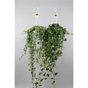 Hedera (Ivy) Mix in 17cm Hanging Pot, 80-90cm Trails image