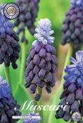 Muscari latifolium (Broad-Leaved Grape Hyacinth) Bulbs 15 Pack