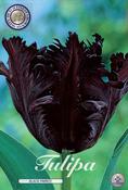 Tulipa 'Black Parrot' Tulip Bulbs 7 Pack image