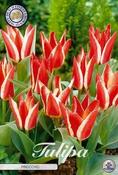 Tulipa 'Pinocchio' Tulip Bulbs 7 Pack