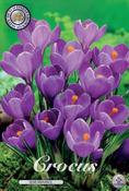 Crocus 'Remembrance' Bulbs 10 Pack