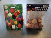 Tulipa 'Triumph Mix' Tulip Bulbs 10 Pack image