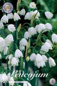 Leucojum aestivum (Summer Snowflake) Bulbs 10 Pack image