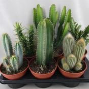Cactus 'Column' Mix in 17cm Pot image