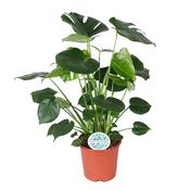 Monstera deliciosa (Swiss Cheese Plant) in 21cm Pot, Height 80cm image
