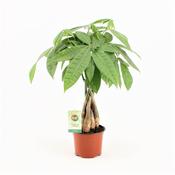Pachira aquatica (Money Tree) With Braided Stem in 12cm Pot image