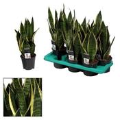 Sansevieria trifasciata 'Futura Superba' in 14cm Pot image