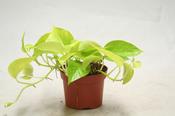 Epipremnum pinnatum 'Golden Pothos' (Devil's Ivy) in 12cm Pot image