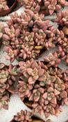 Sedum Bordeauxhart 8.5cm Pot image