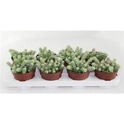 Sedum 'Burrito' (Burro's Tail) in 12cm Pot image