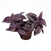 Tradescantia 'Pink Joy' 6cm Pot