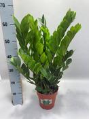 Zamioculcas zamiifolia (ZZ Plant, Zanzibar Gem) in 17cm Pot, Height 70cm image